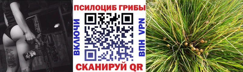 Галлюциногенные грибы Psilocybine cubensis  купить закладку  Дорогобуж 